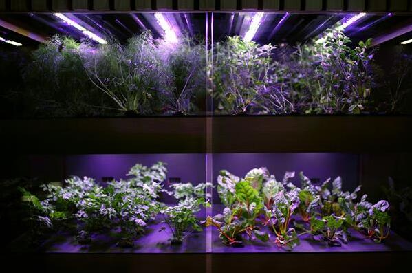Farmshelf为城市农业系统3D打印高性价比定制部件