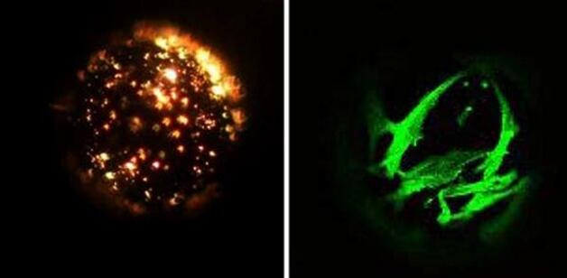 科学家用微小珠粒来生长干细胞  用于生物3D打印软骨