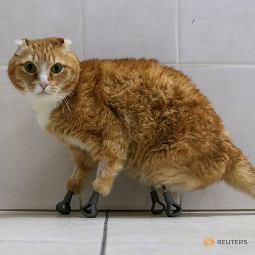 装上3D打印义肢的猫咪